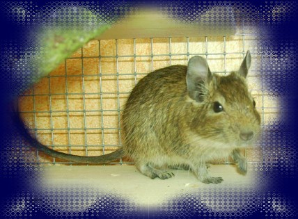 Degu