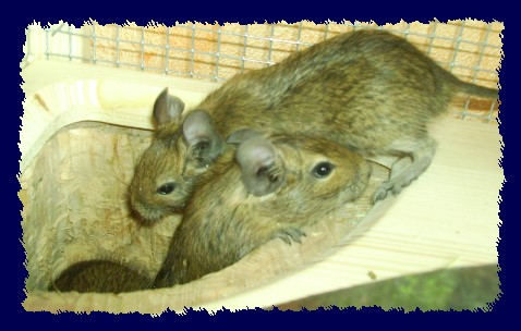 3 Degus