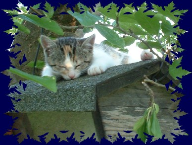 Roxy schläft auf dem Vogelhaus